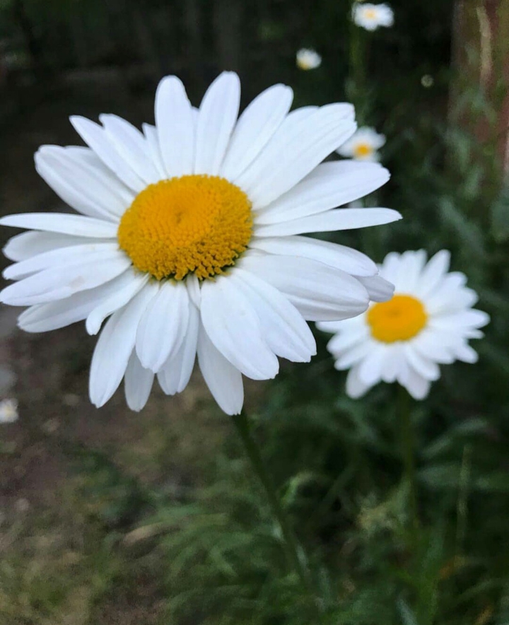 White flowers