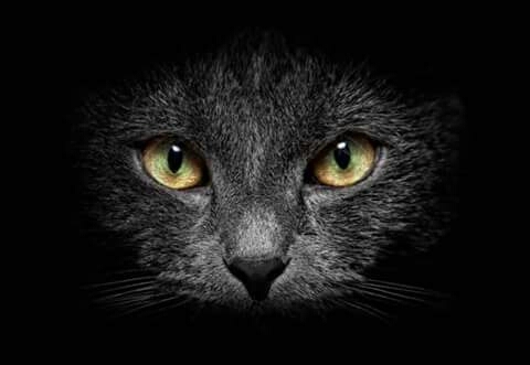 Meow
