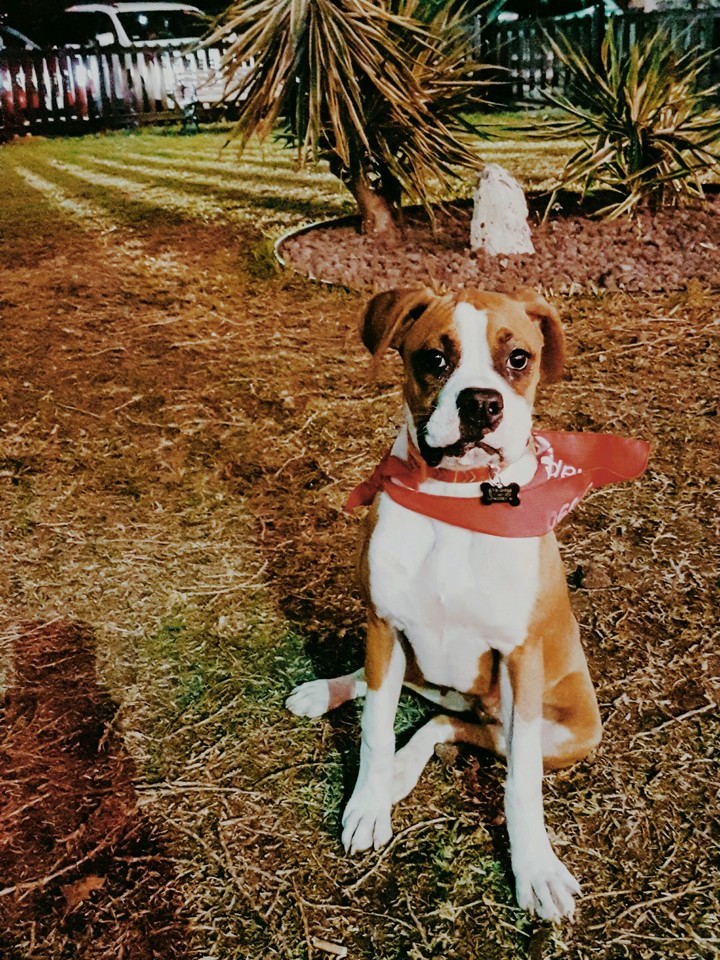 superdog!!!!!!     al rescate!!!!!!!
