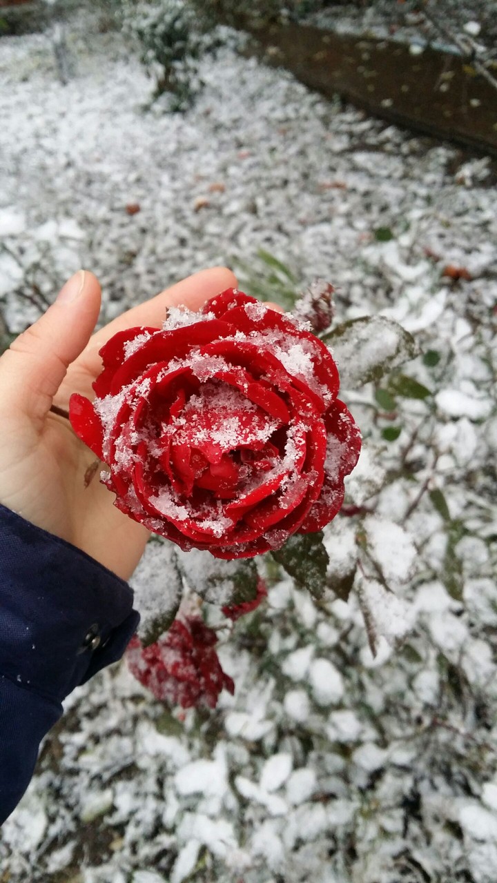 The red rose under snow
