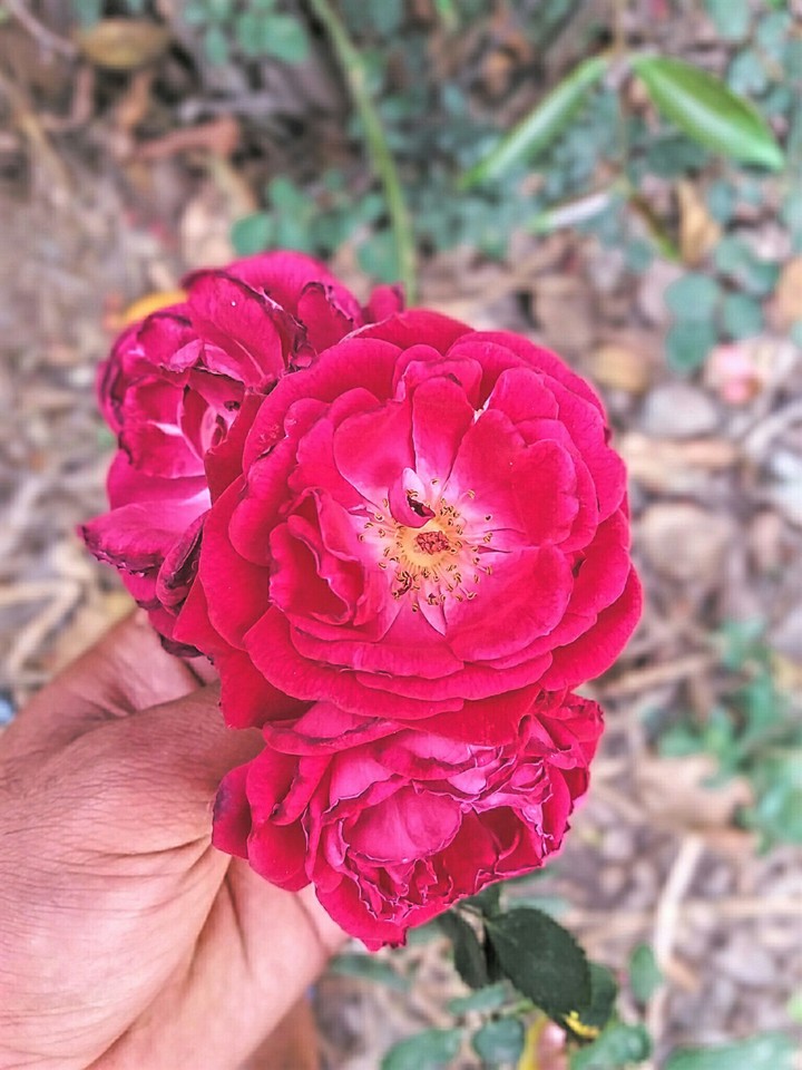 red rose
