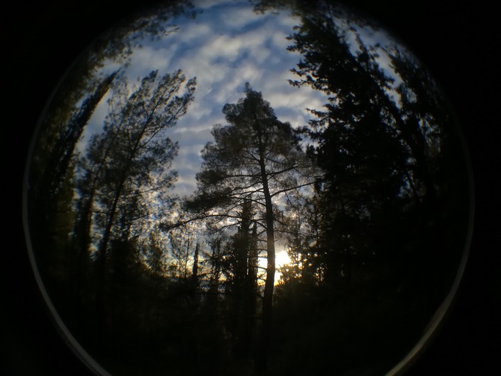 TreeS