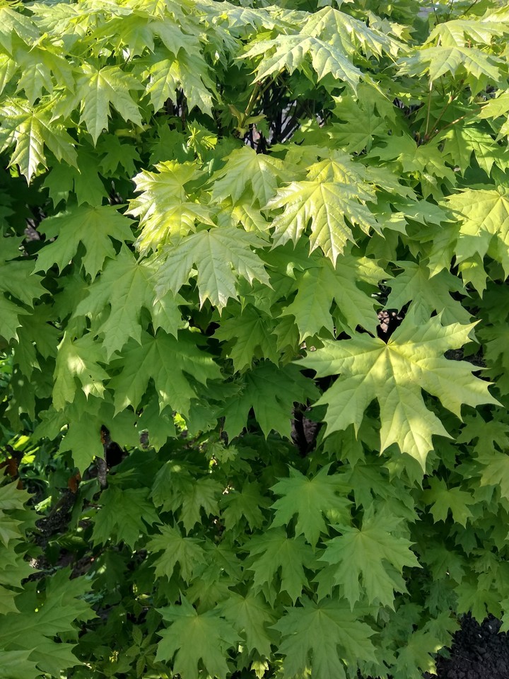 зелень