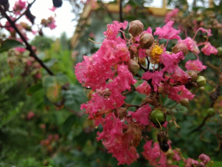 pink blossoms