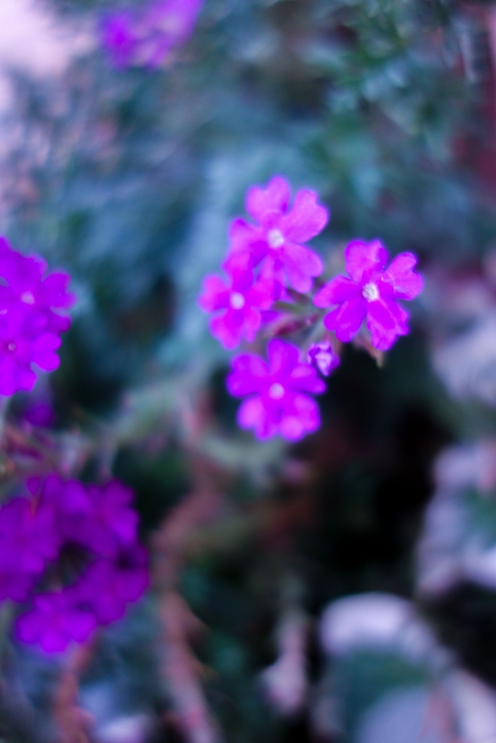 purple flowers