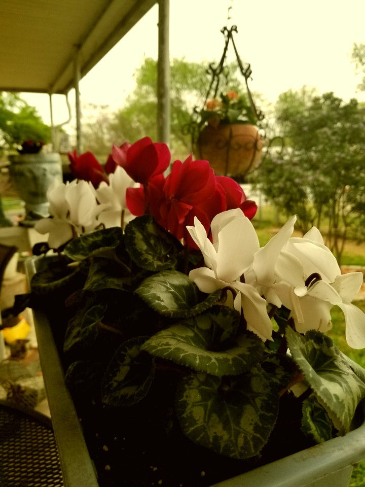 At Peace