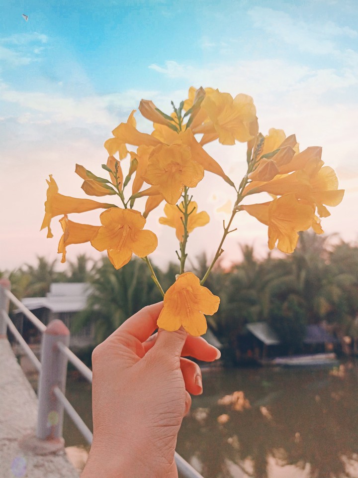 Love flower