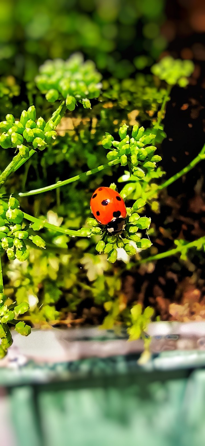 Ladybug