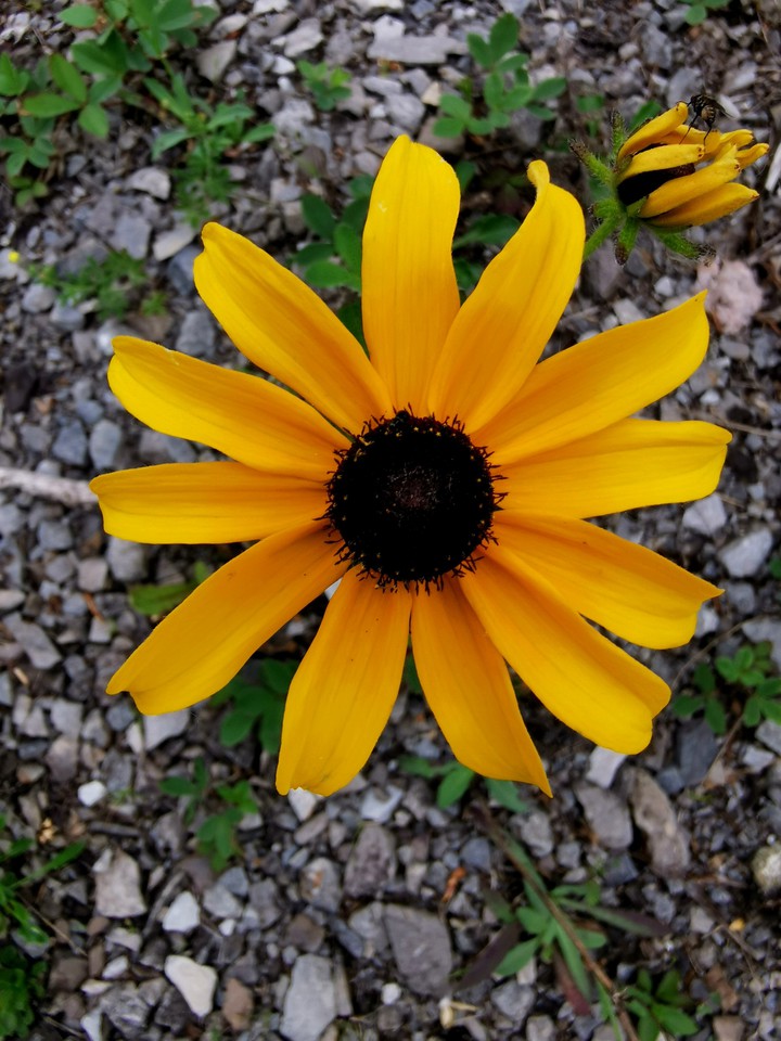 Jaune