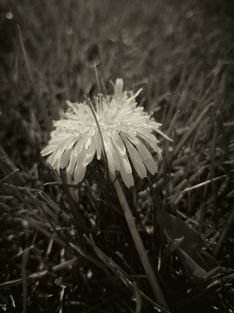 dandelion