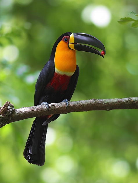 tucano