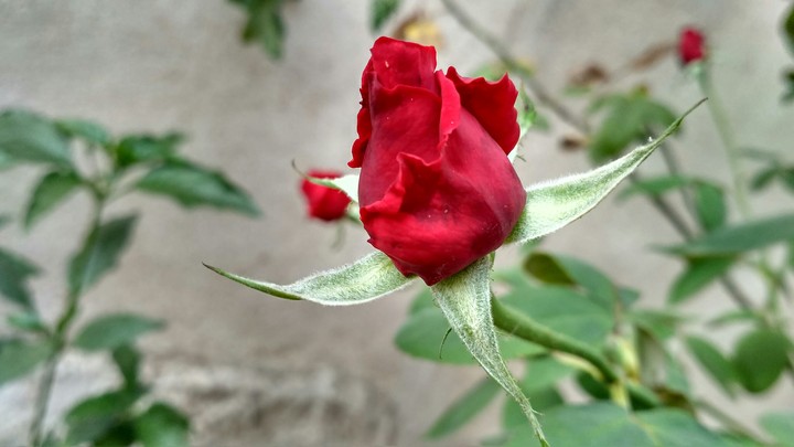 Rose...