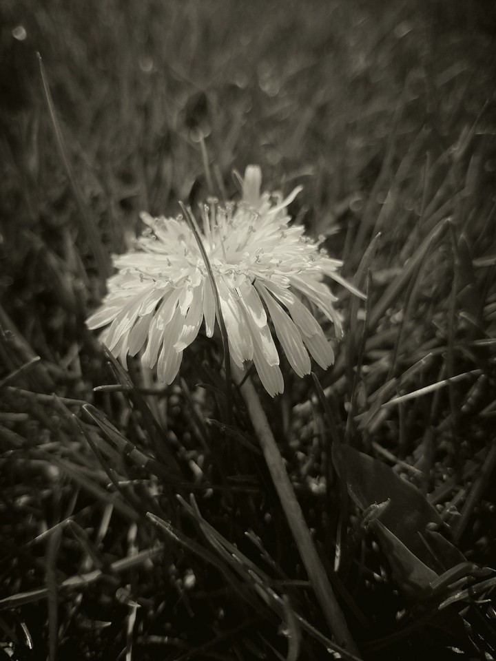 dandelion
