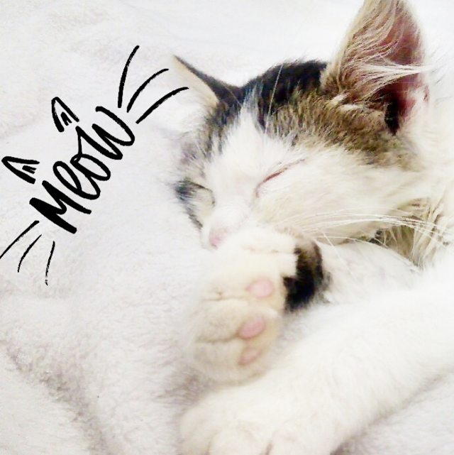 meow