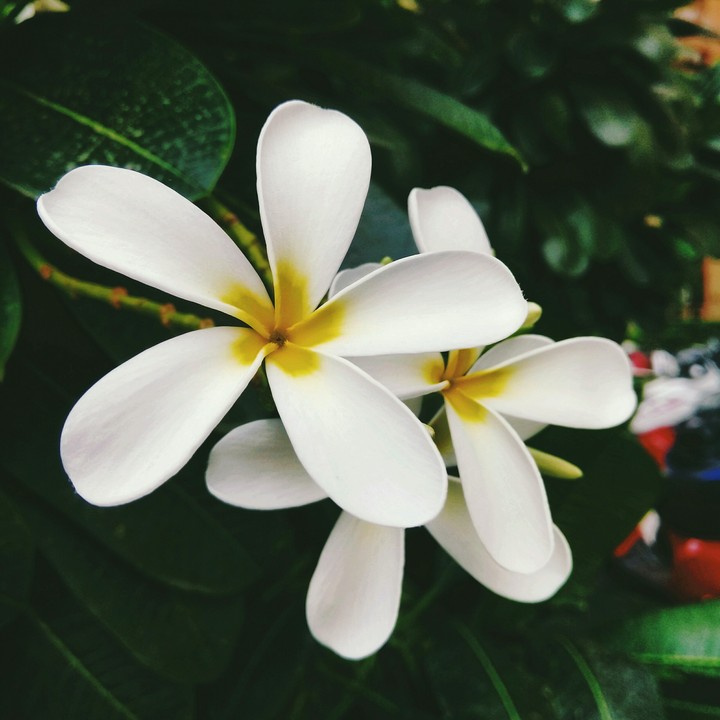 white flowers