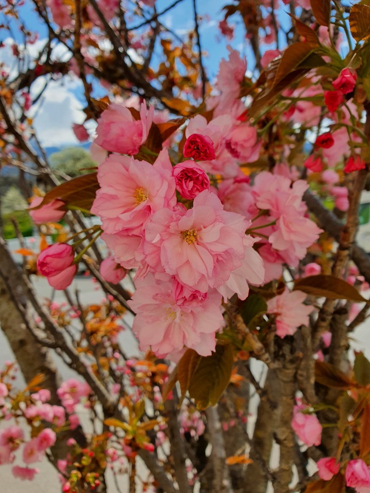 Spring
