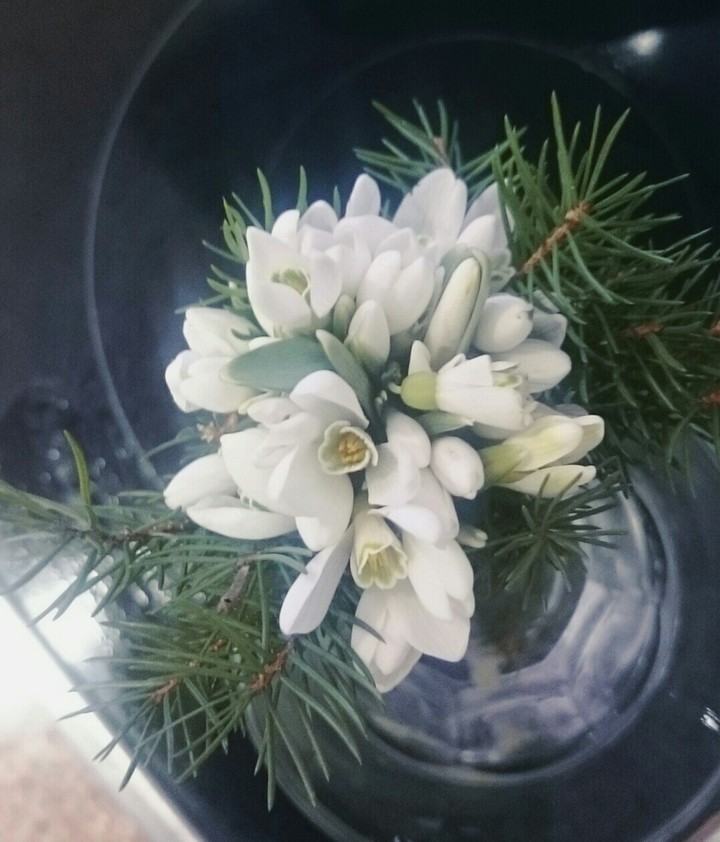 весна, квіти, підсніжники