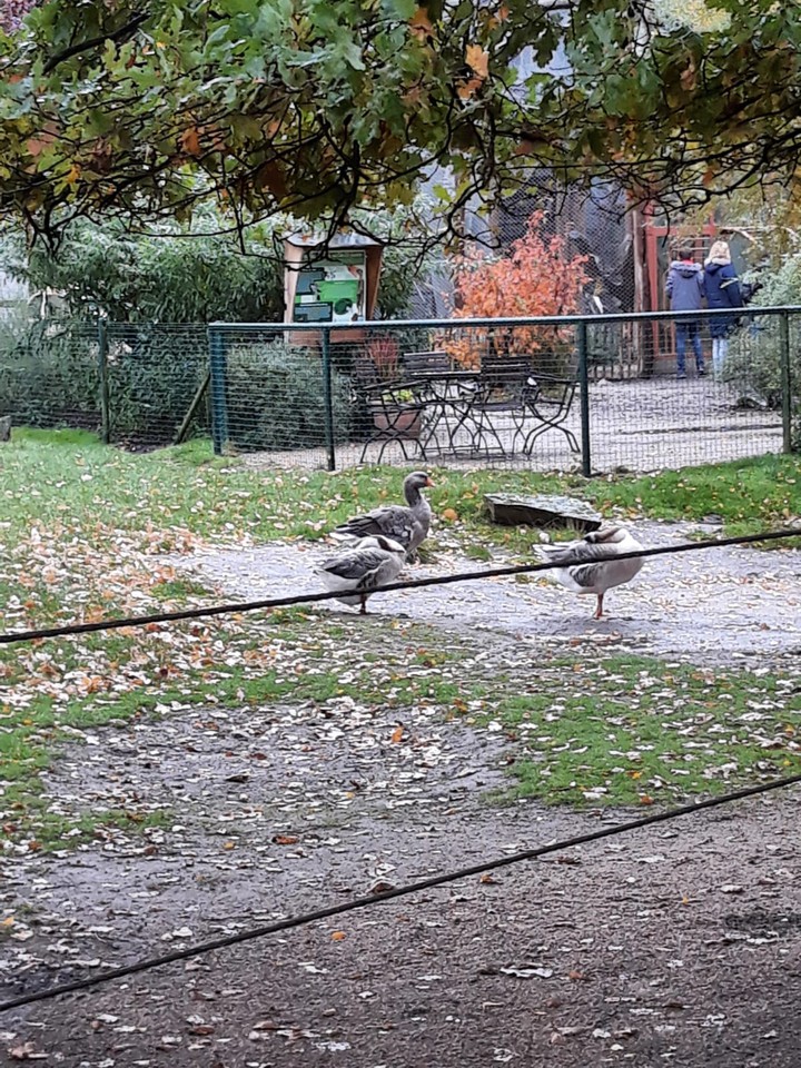 Enten