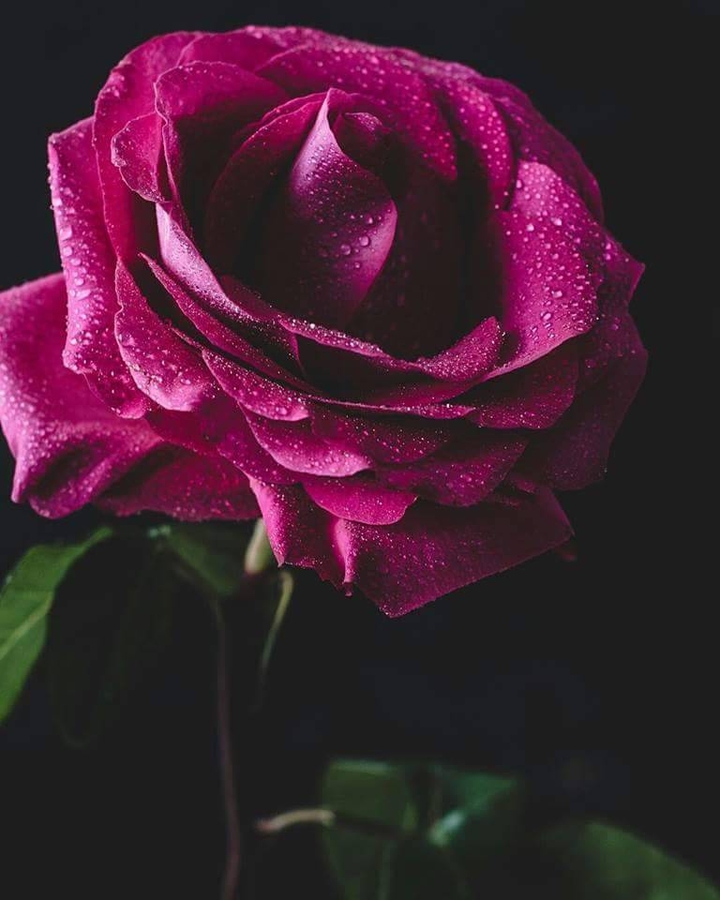Roses