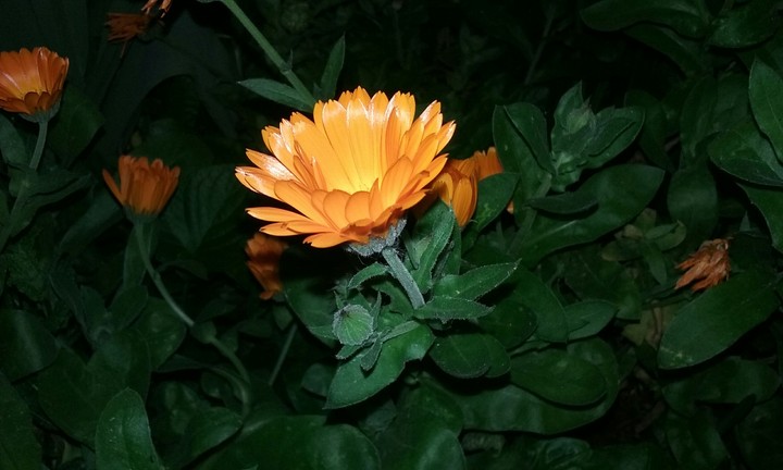 orange flowers