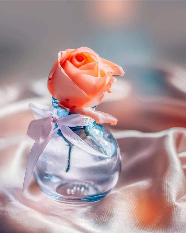 Vase & Rose