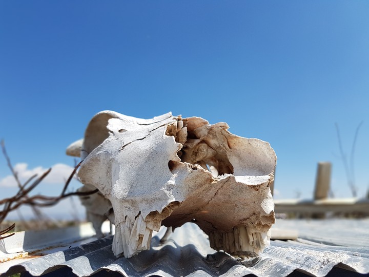 death's head
