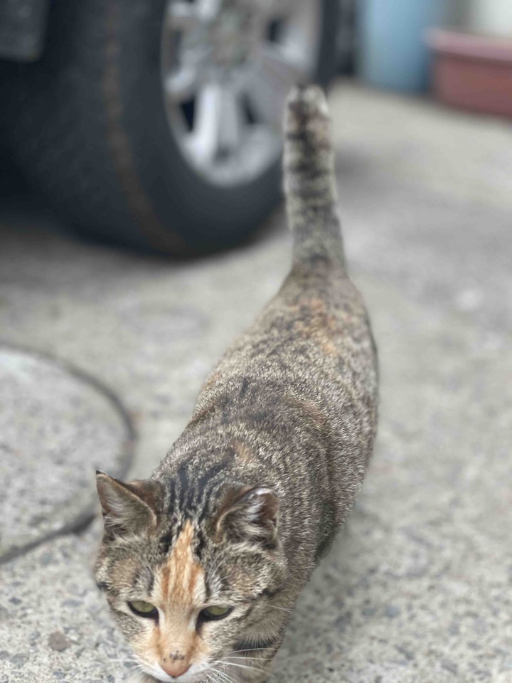 고양이