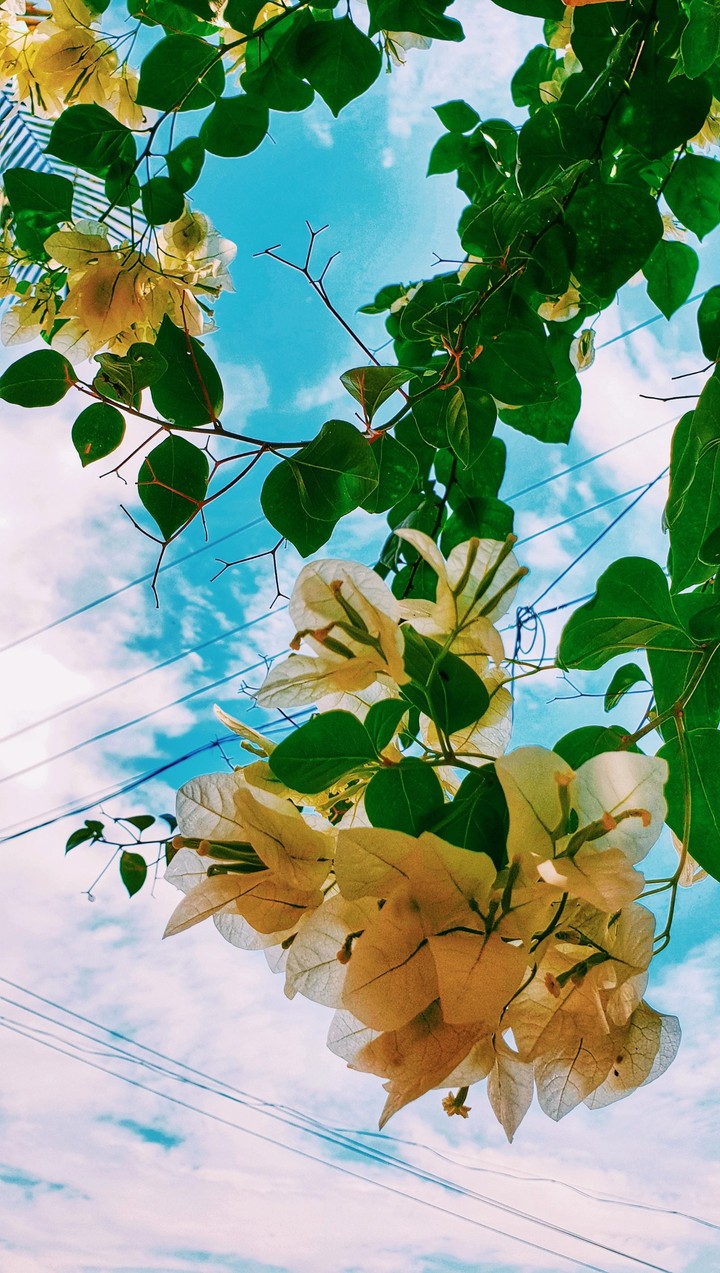 flower