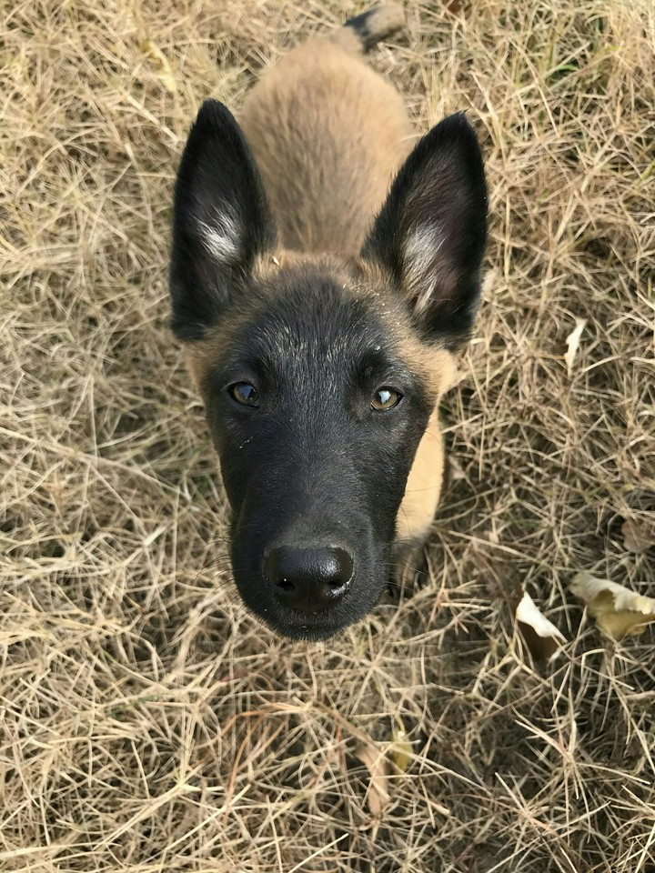 小狗