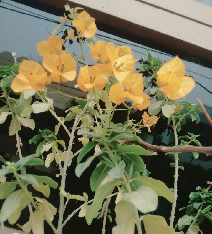 yellow