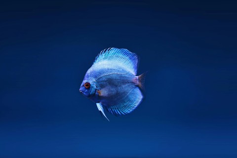 тапети Fin, aquarium