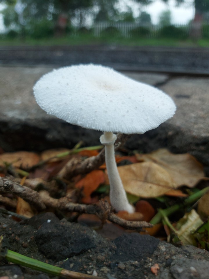 white mushroom