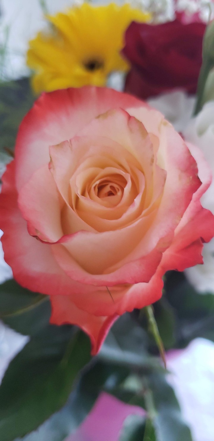 rose