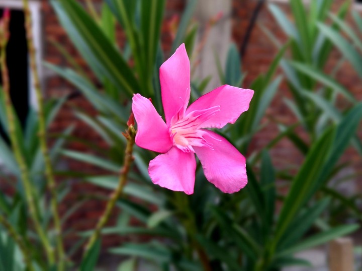 flower