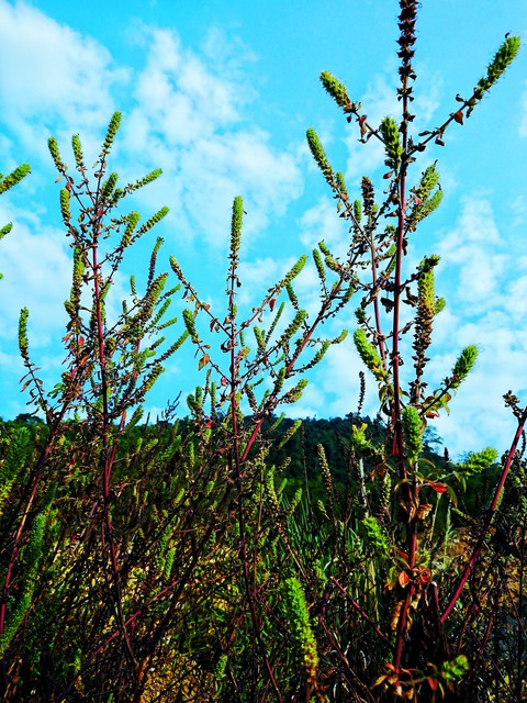 Wildflowers - Vietnam