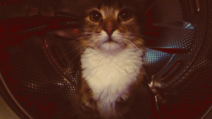 кошка
