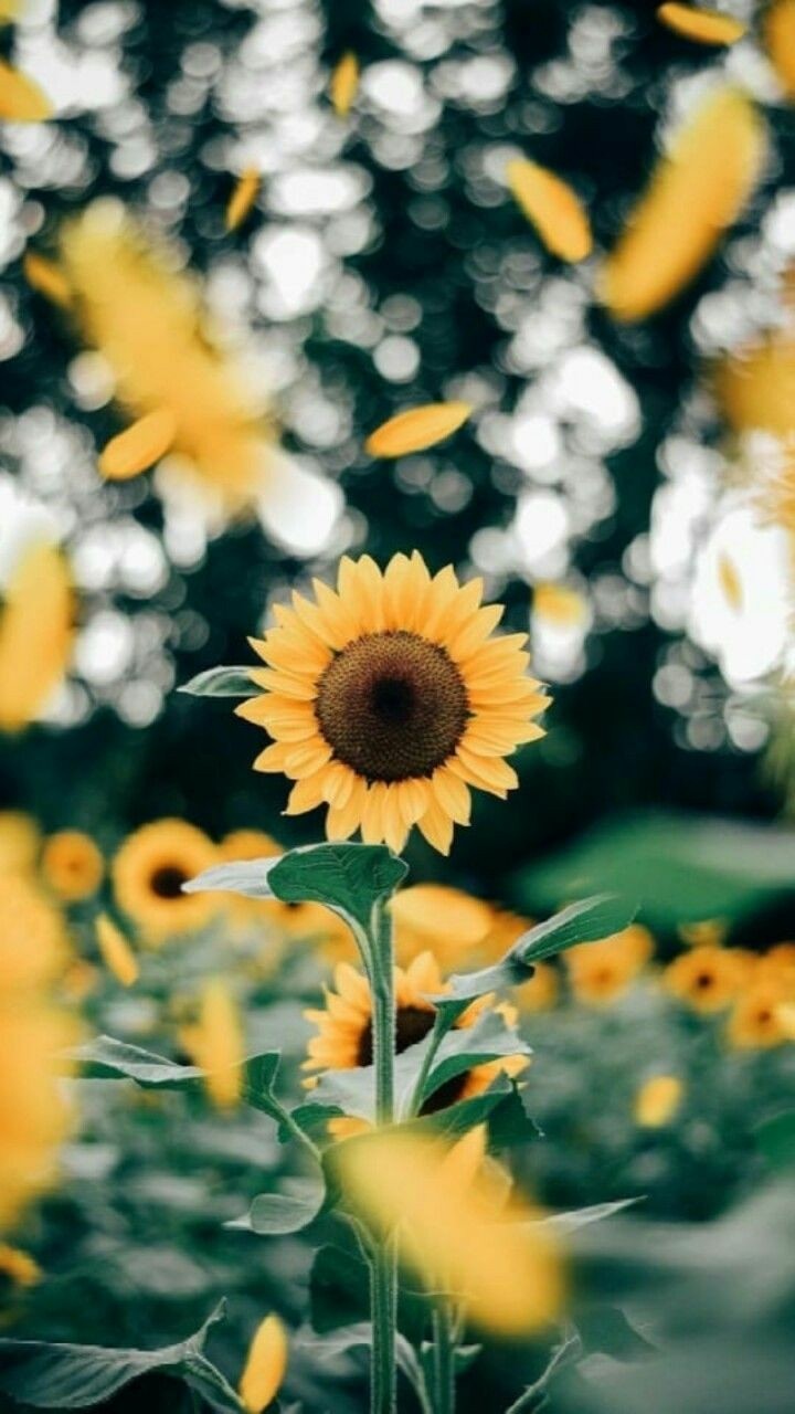 girasol