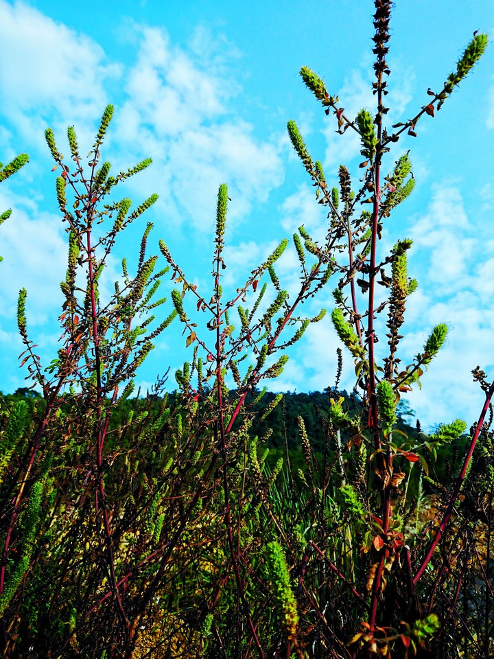 Wildflowers - Vietnam