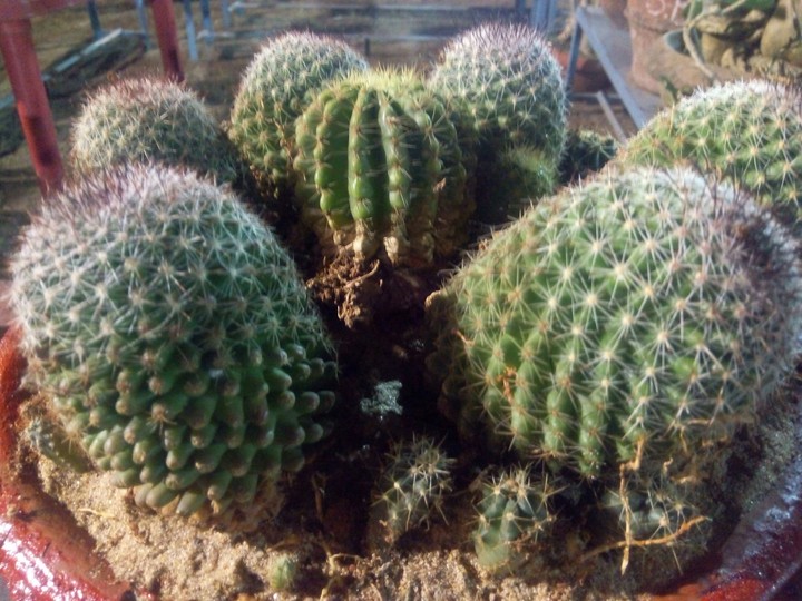 cactus