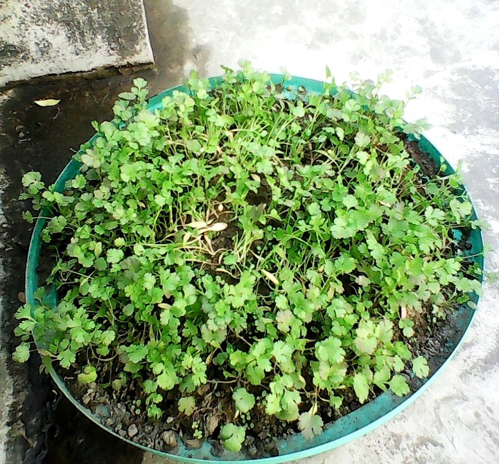 Coriander plant