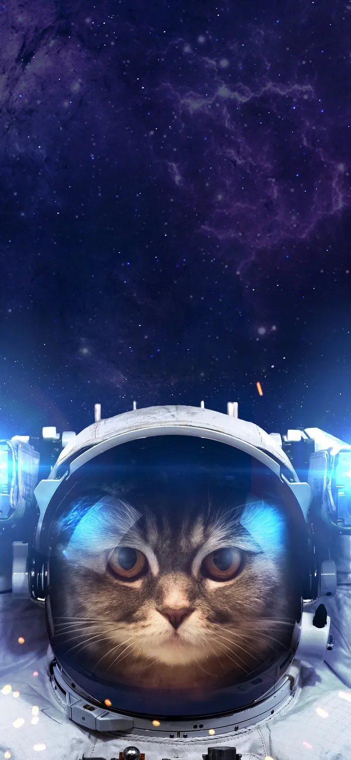 Space kitty
