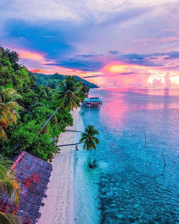 Indonesia beech
