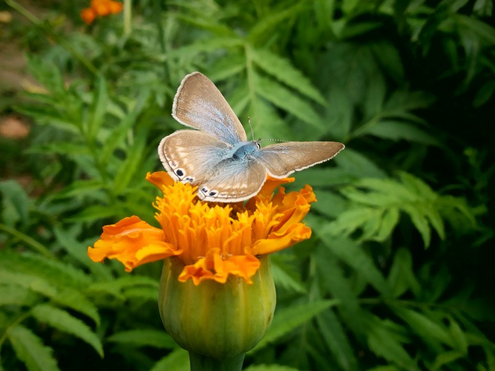 flutterby