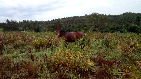 Cavalo papel de parede