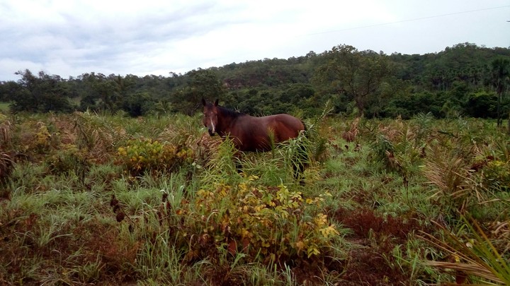 Cavalo papel de parede