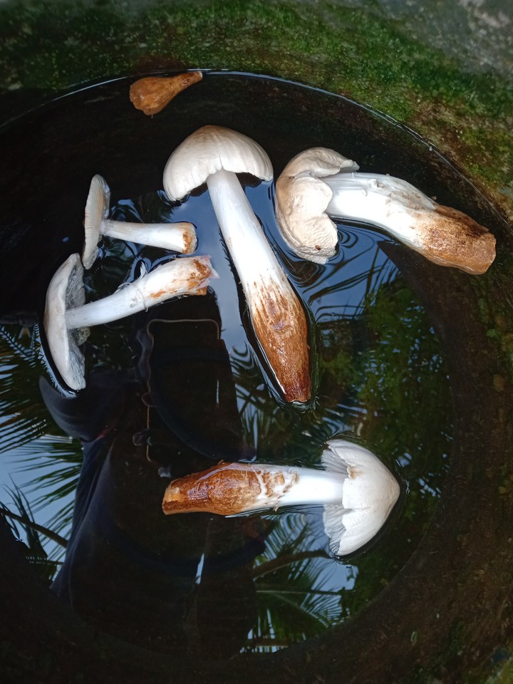 Natural fungus