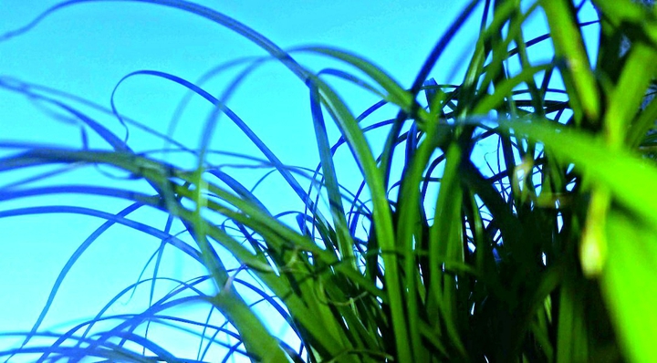 grünes gras