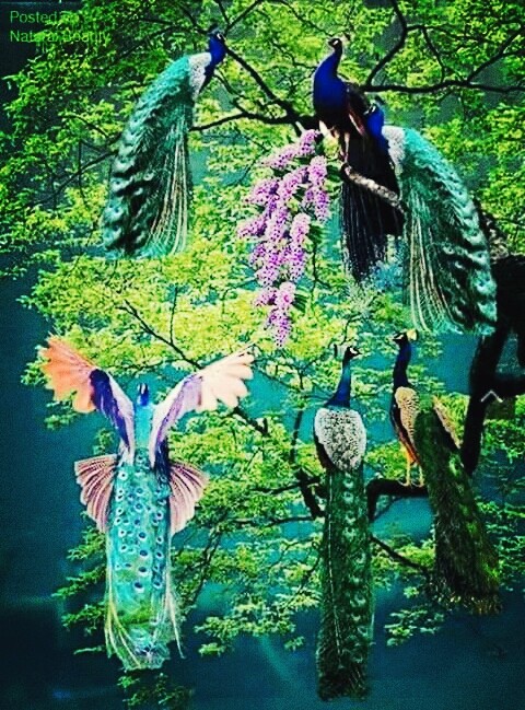 Nature _ group of beautiful peacocks