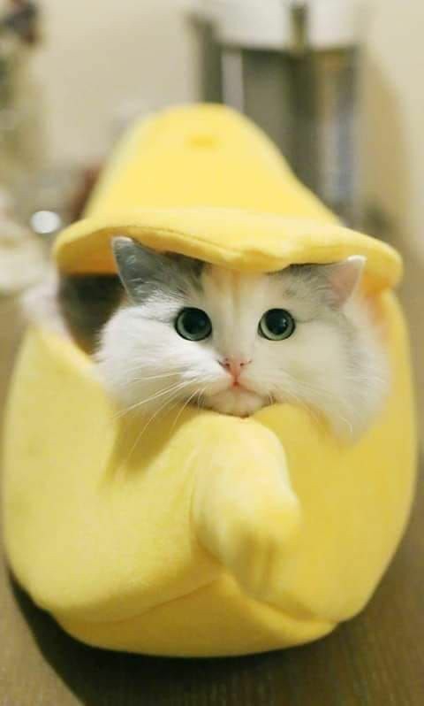kitty
