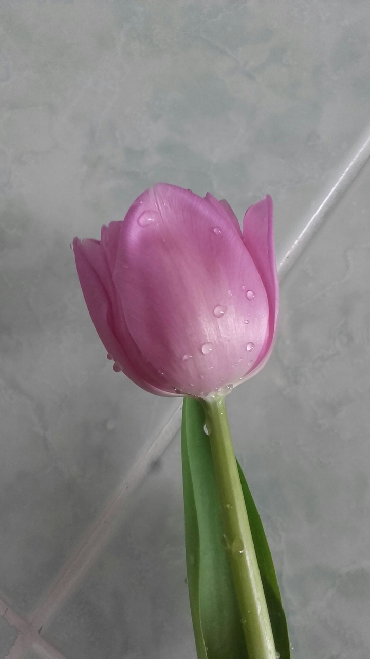tulipany